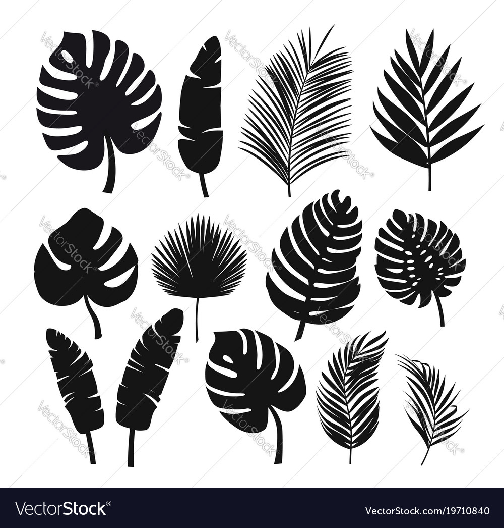 Set of black silhouettes of tropical leaves palms Vector Image