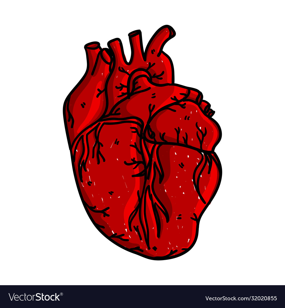 Hand drawn human heart isolated drawn heart Vector Image