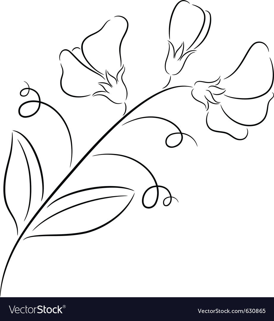 Sweet pea Royalty Free Vector Image - VectorStock