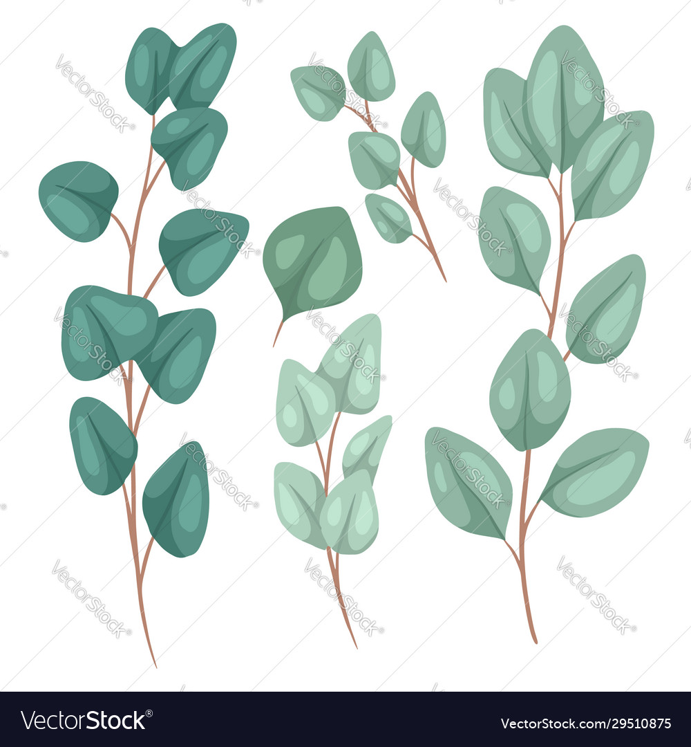 Botanical flat eucalyptus populus set hand Vector Image