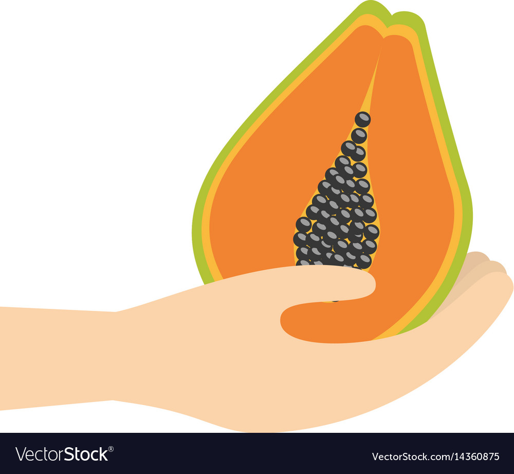 Hand holding papaya fruit Royalty Free Vector Image