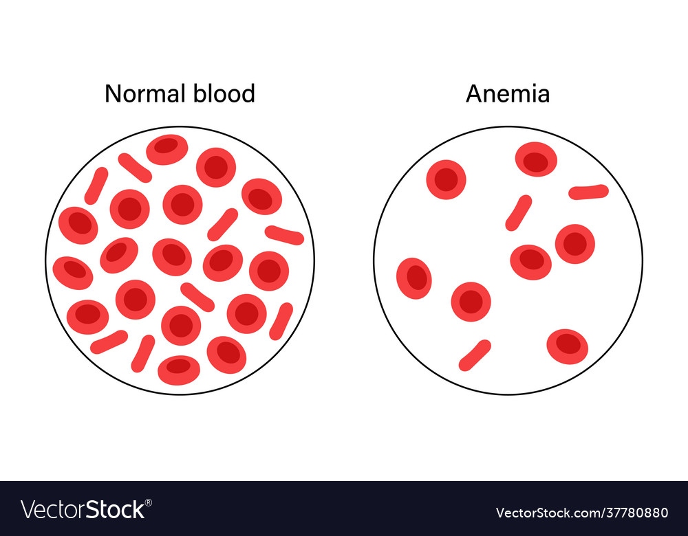 Blood structure concept Royalty Free Vector Image