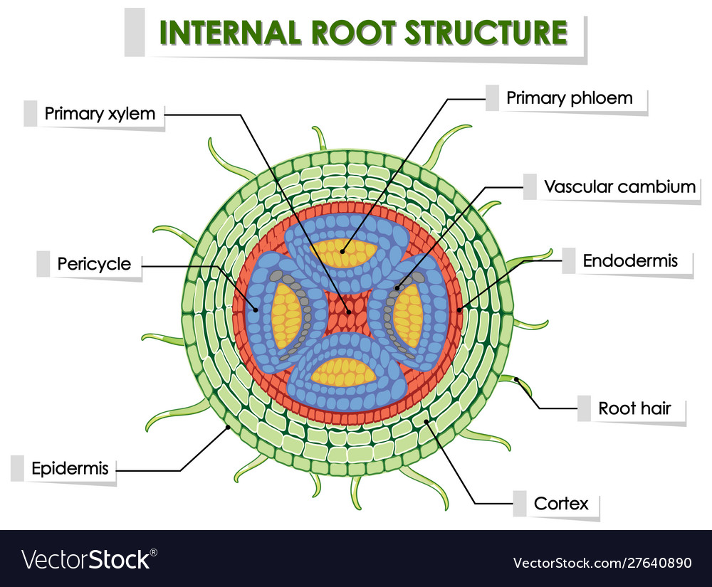 Root Monocot And Dicot Stems Stock Vector Illustration Of , 53% OFF