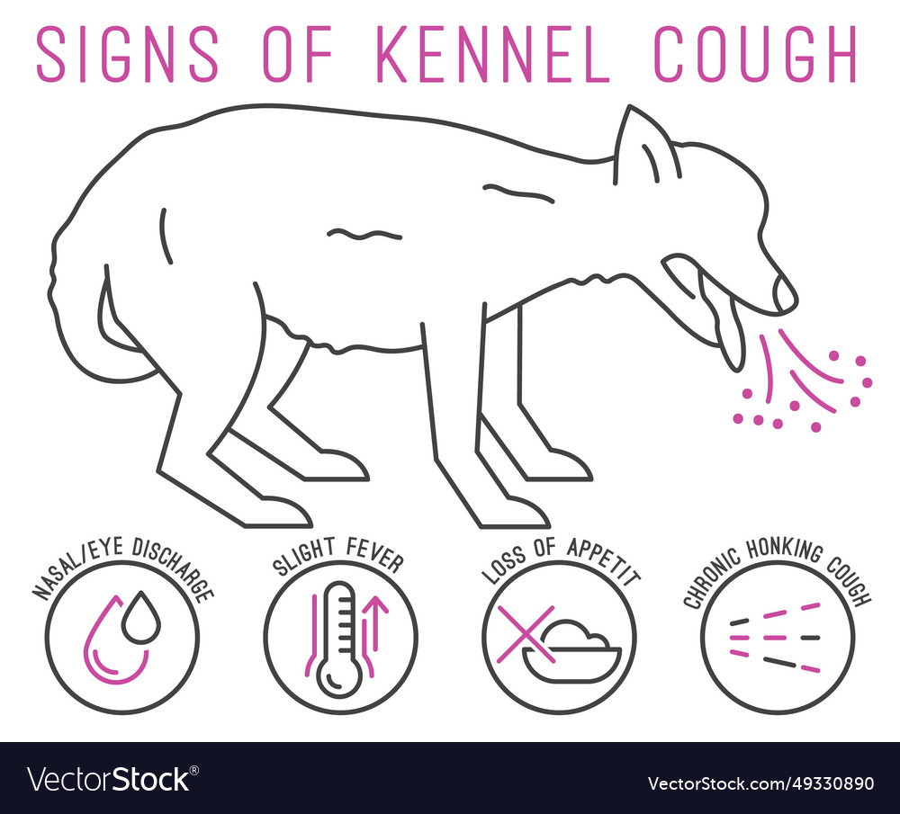 Possible signs of kennel cough canine infectious Vector Image