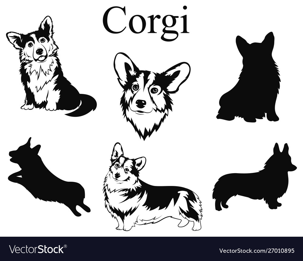 set-corgi-collection-pedigree-dogs-black-vector-image