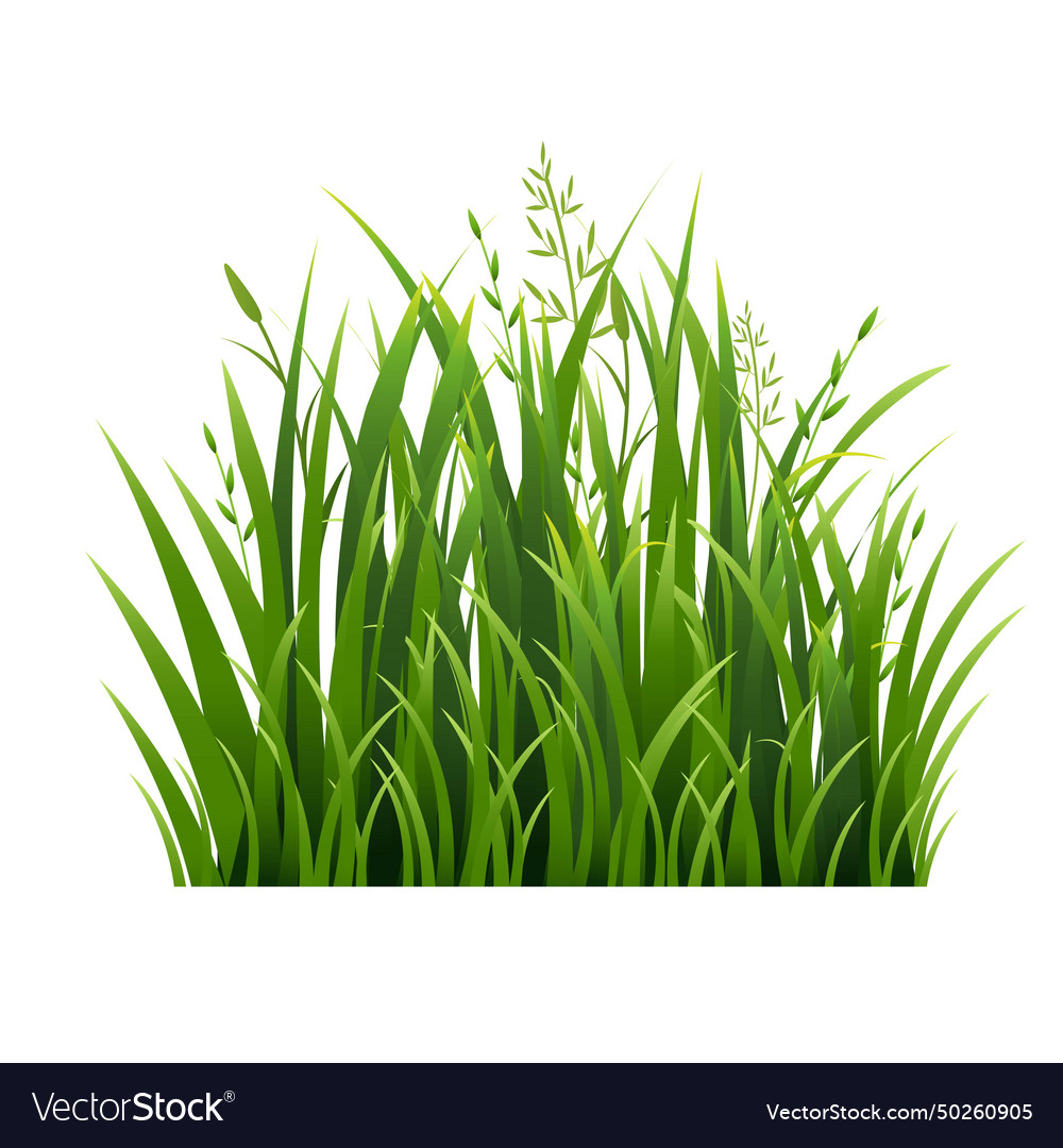 Green grass with white background Royalty Free Vector Image