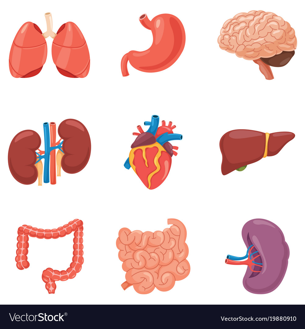 Organs Set Royalty Free Vector Image Vectorstock