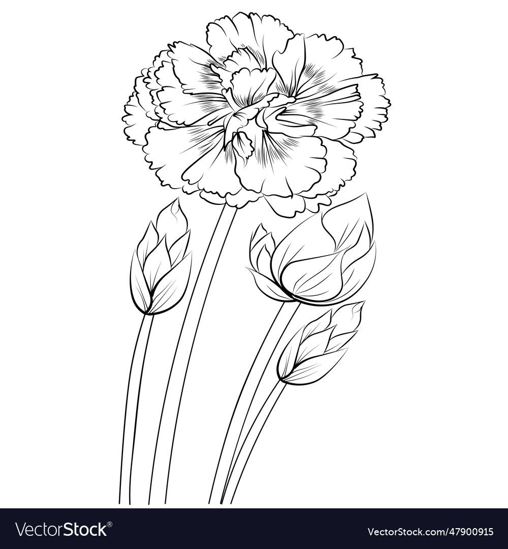 Line drawing simple carnation tattoo