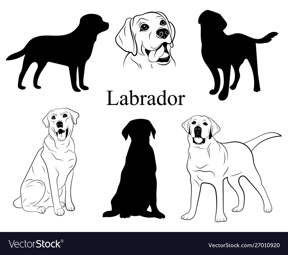 Labrador pedigree best sale