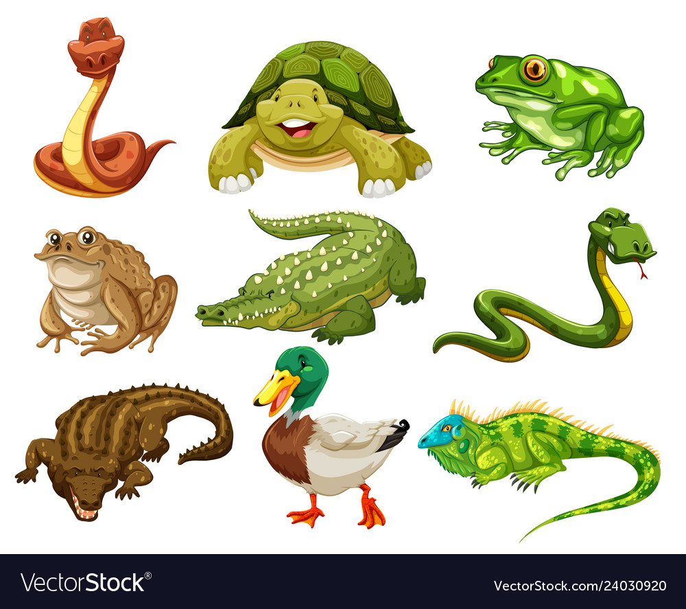 Set of isolated animals Royalty Free Vector Image