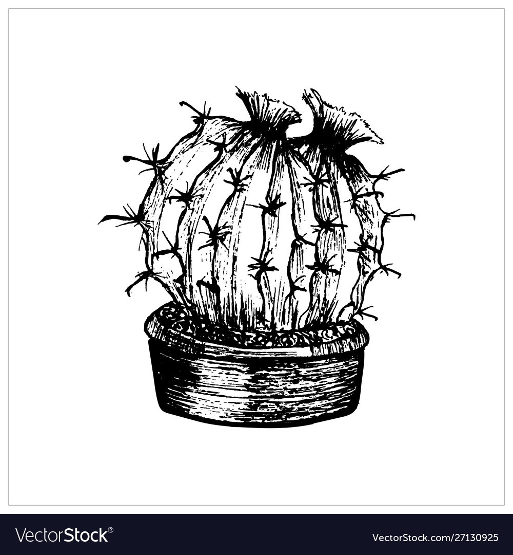 flower pot pencil drawing  Cactus drawing, Nature art drawings, Art  drawings sketches simple