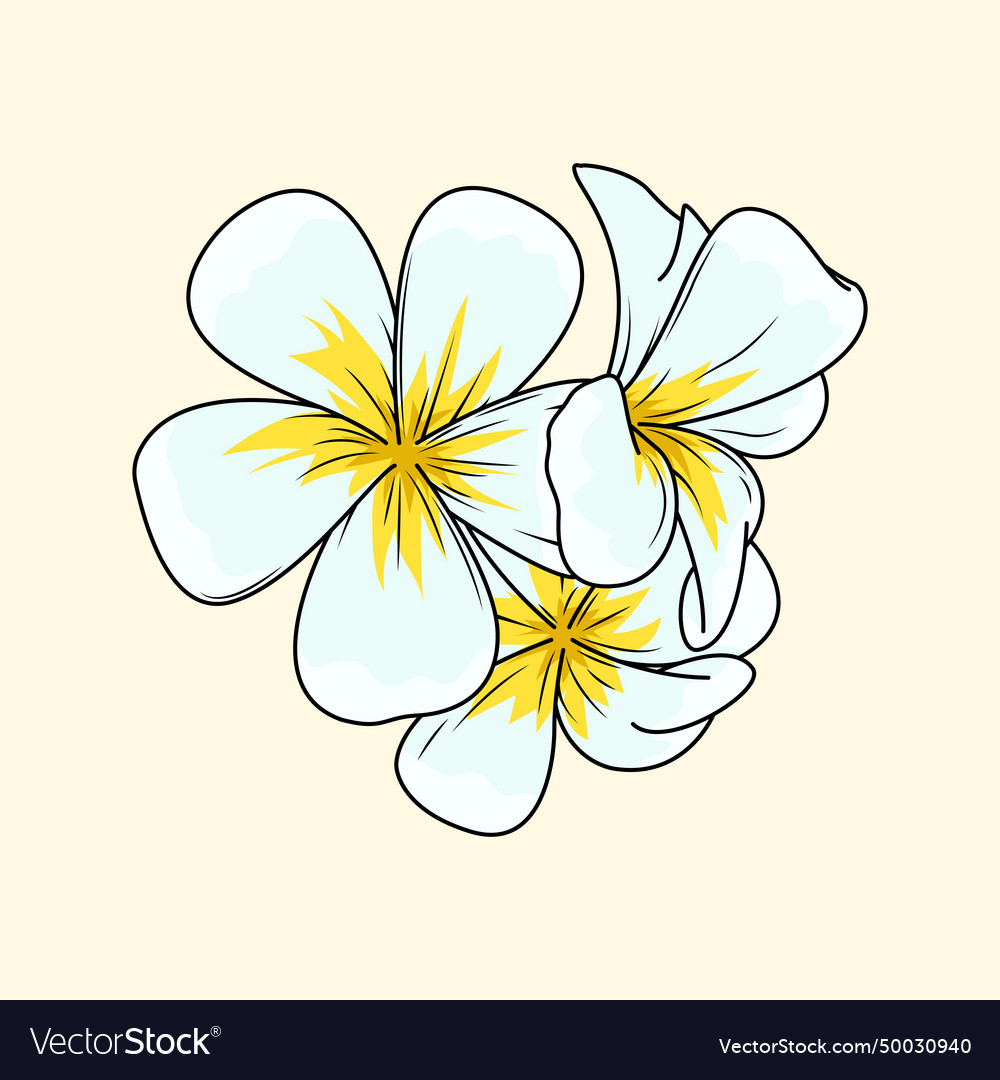 Plumeria flower Royalty Free Vector Image - VectorStock