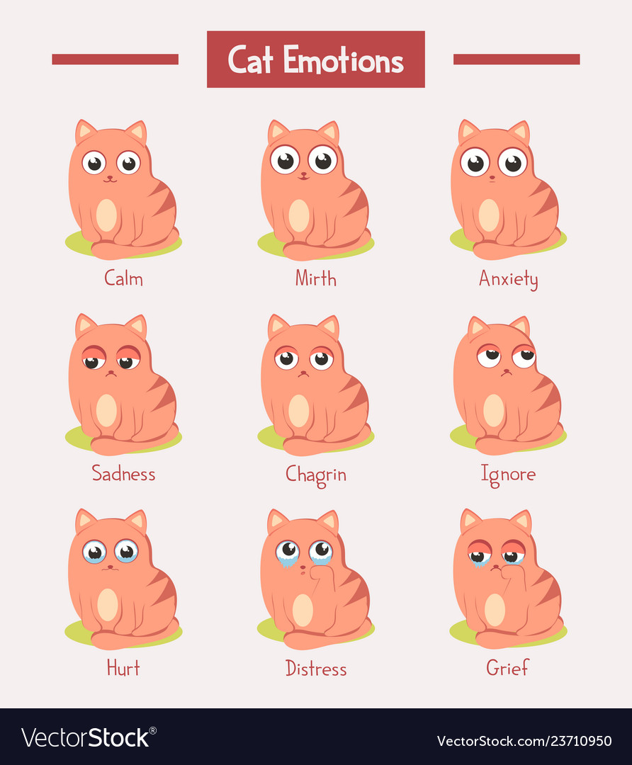 Cartoon cats or kitten with face emotions Vector Image