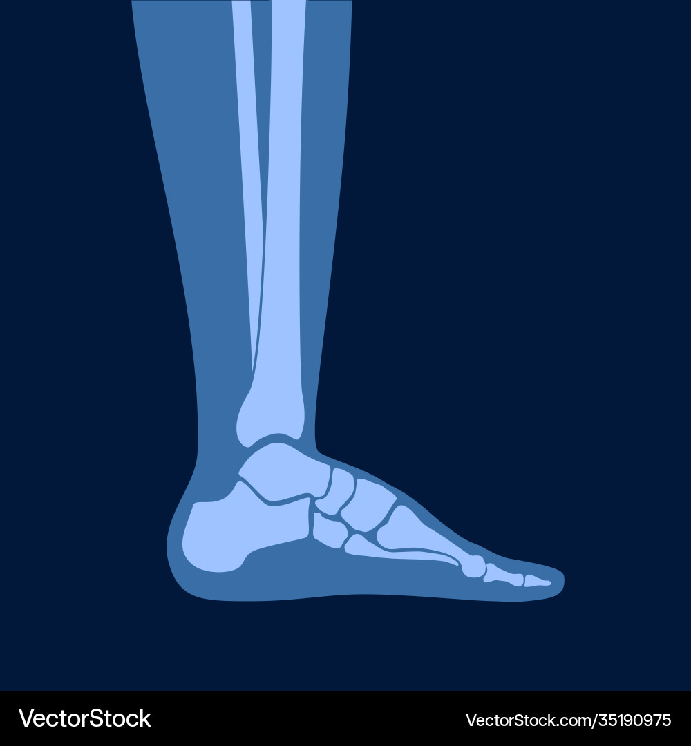 Human bones concept Royalty Free Vector Image - VectorStock
