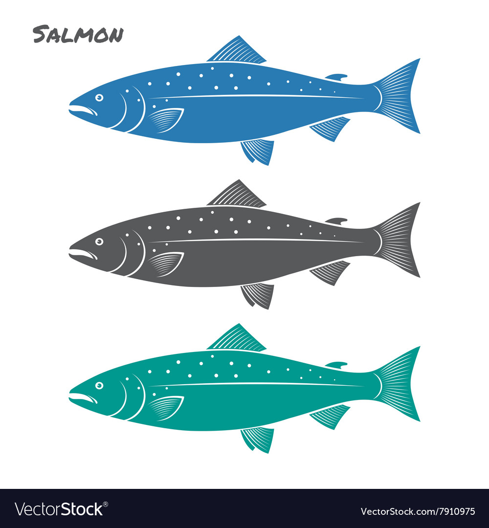 Salmon fish Royalty Free Vector Image - VectorStock