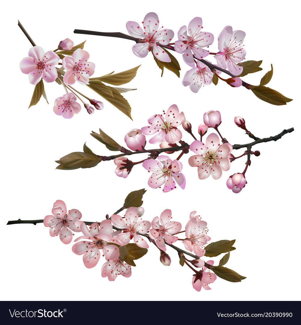 Sakura flowers background Royalty Free Vector Image