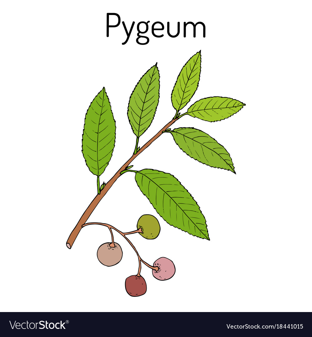 Pygeum prunus africana medicinal plant