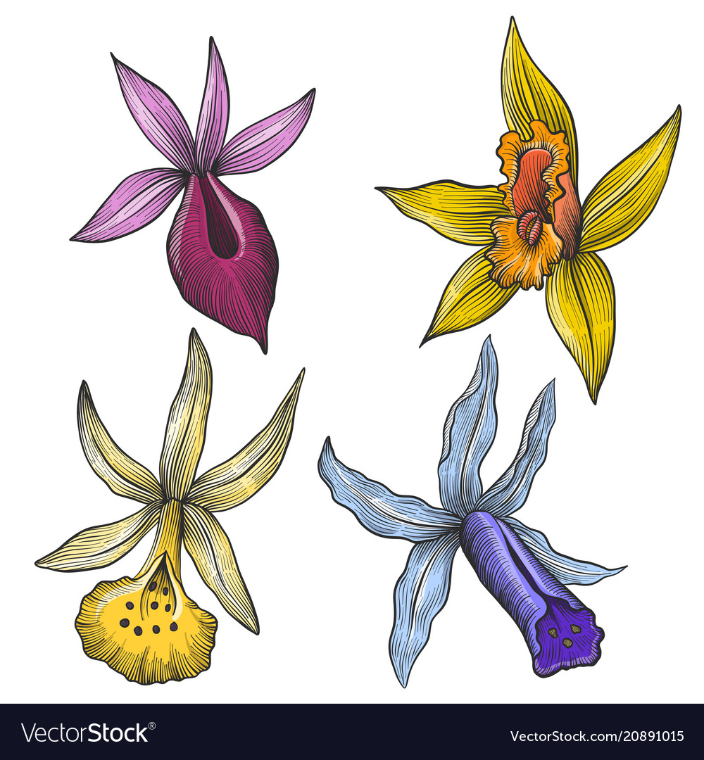 Vintage Floral Set Royalty Free Vector Image Vectorstock Vintage Floral Set Royalty Free Vector Image Vectorstock