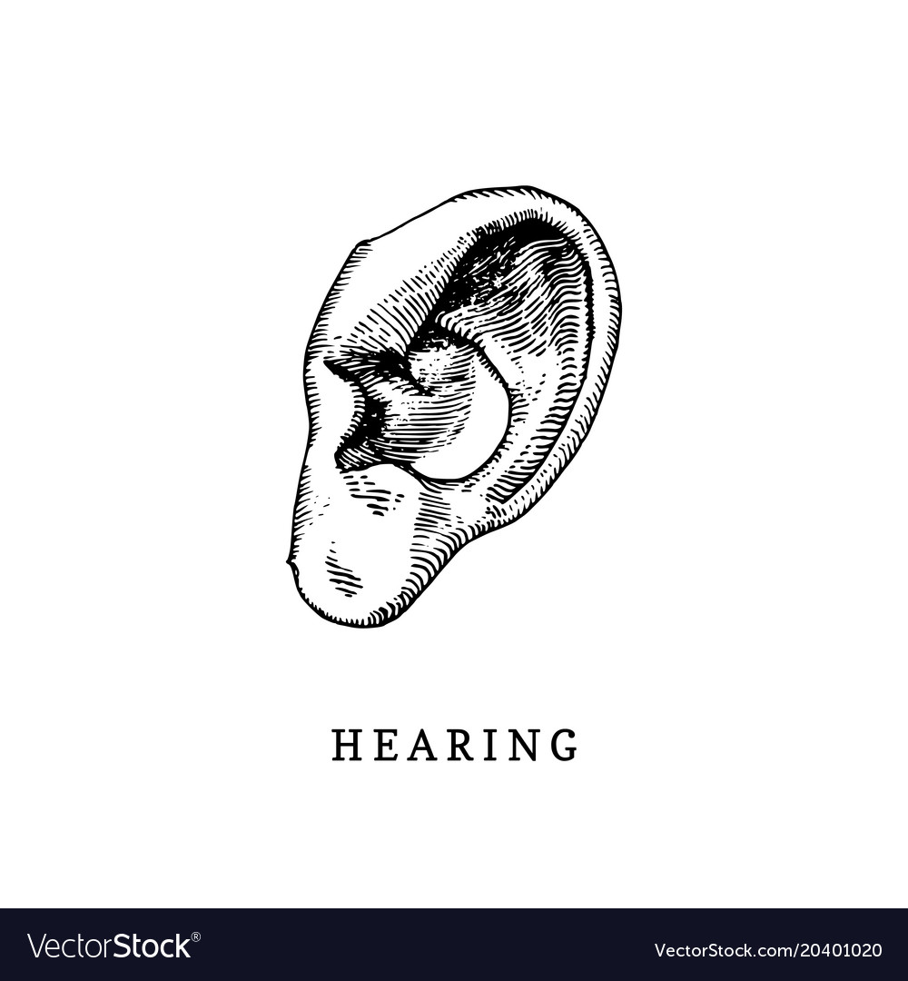 Hand drawn icon human sense hearing in Royalty Free Vector