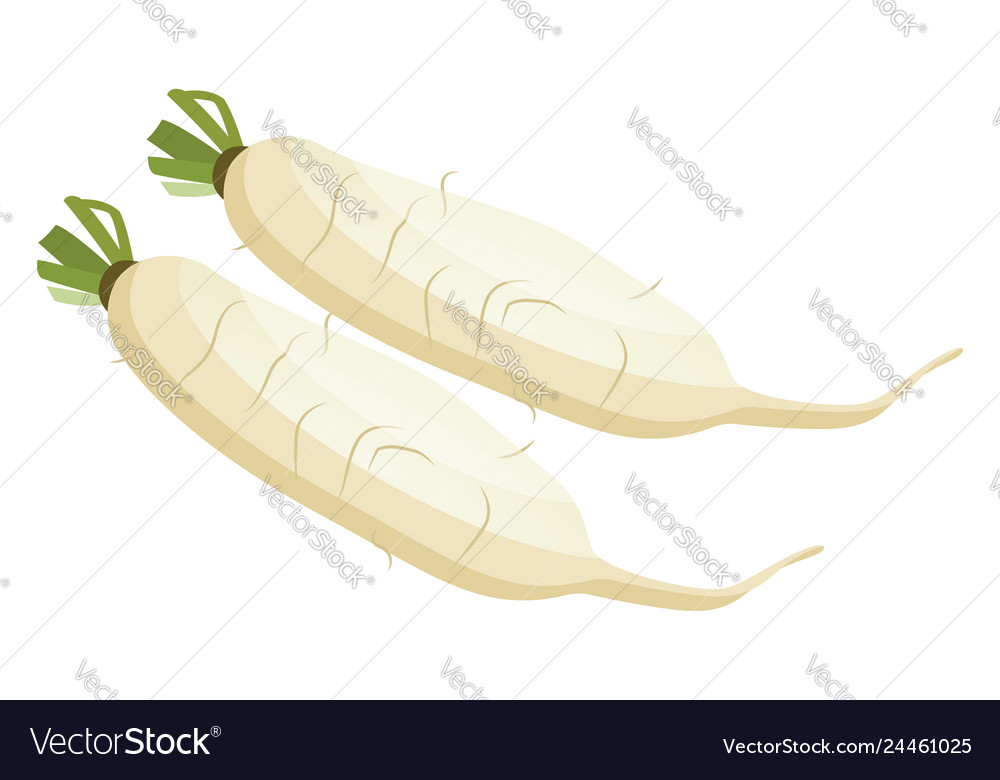 White radish roots vegetables on white Royalty Free Vector
