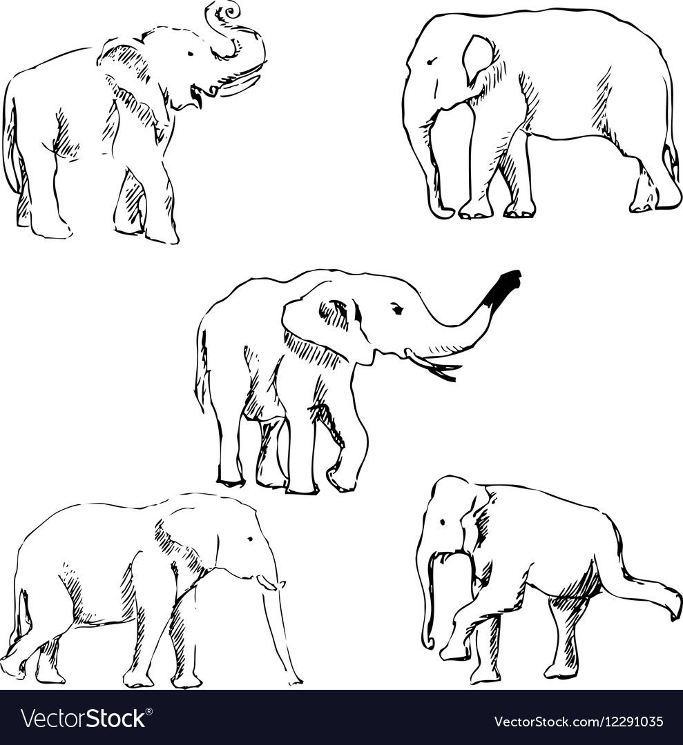 Pencil Drawing Elephant Vector Images 59