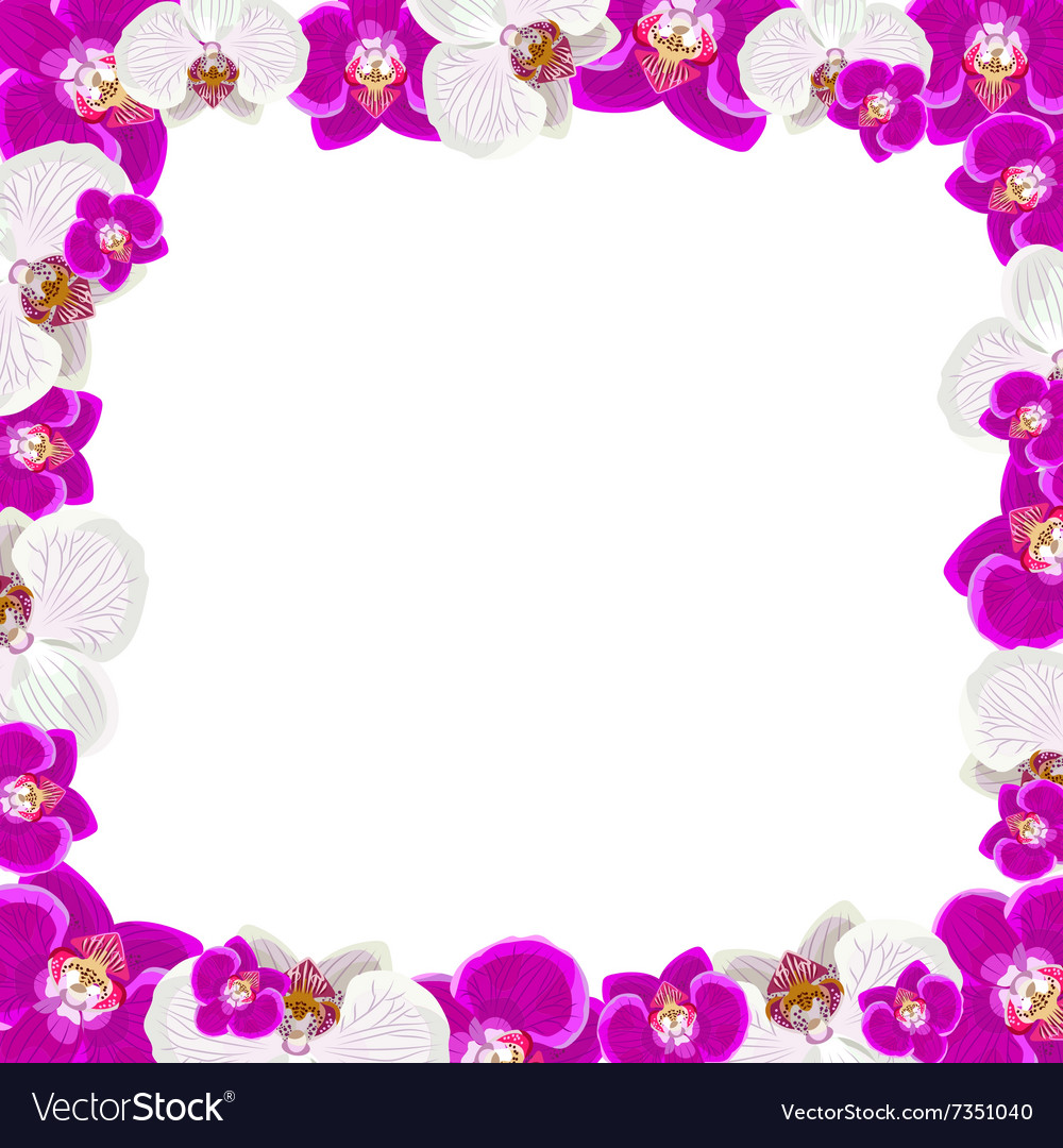 Beautiful orchid flowers frame isolated on white Vector Image