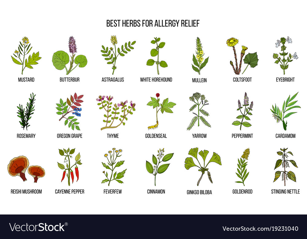 best-herbs-for-allergy-relief-royalty-free-vector-image