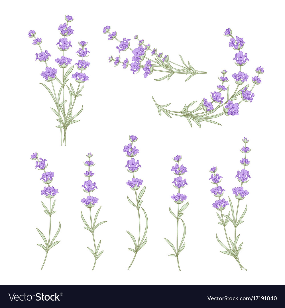 Set lavender flowers elements Royalty Free Vector Image