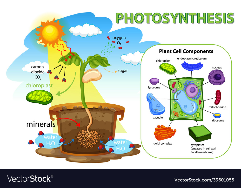 Diagram showing process of photosynthesis in plant