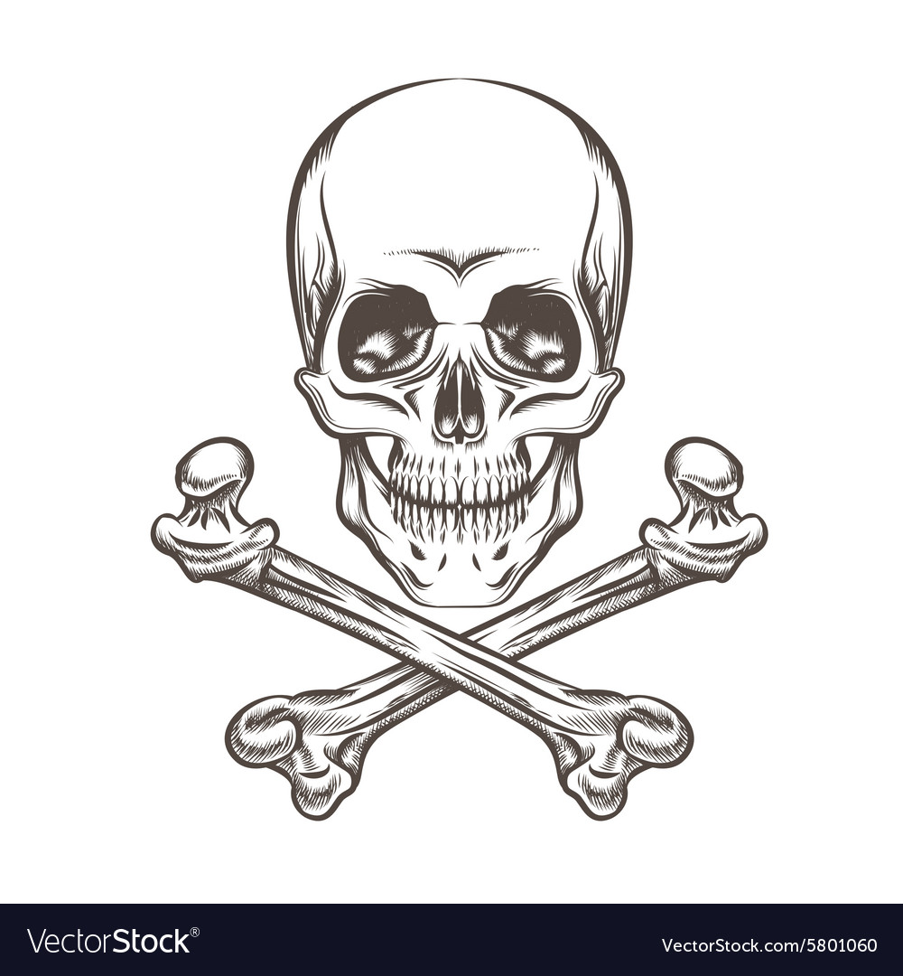 Skull and bones drawing Royalty Free Vector Image