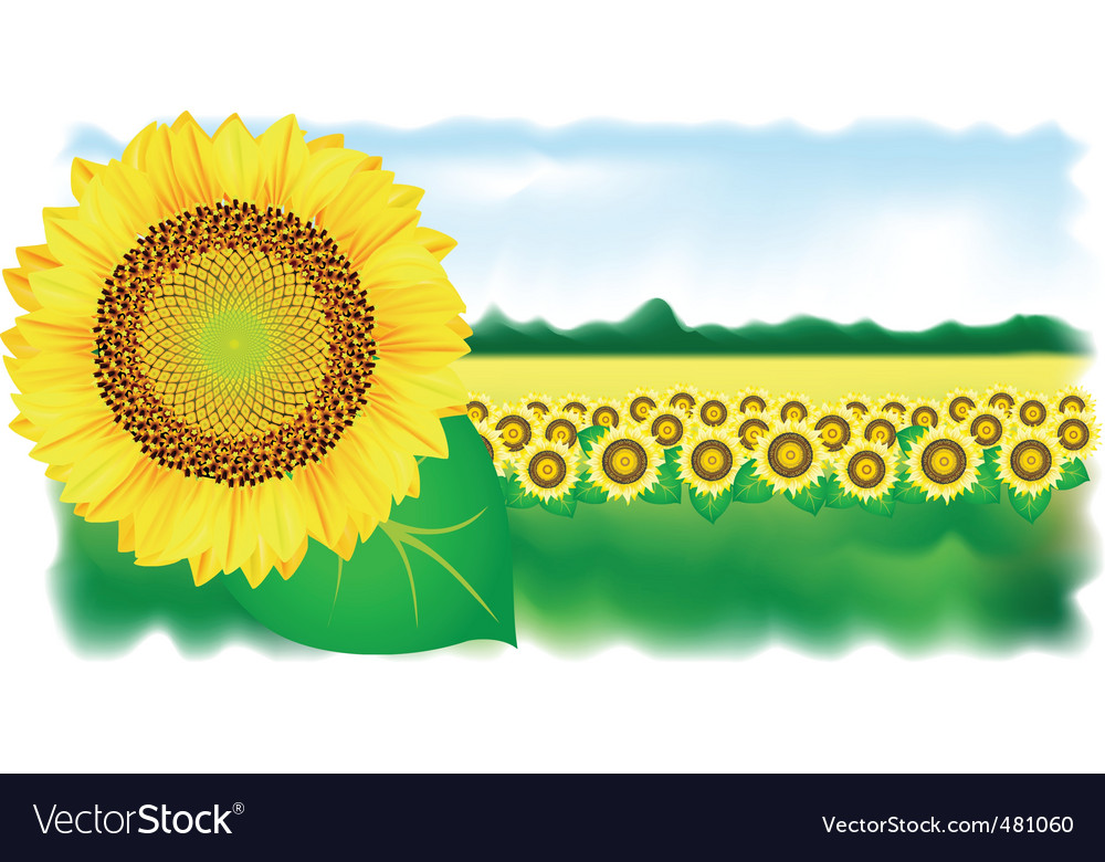 Sunflower and field vector illustration Royalty Free Vector