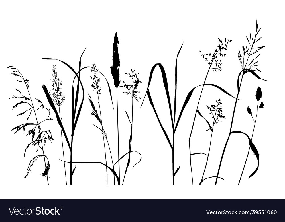 Template with leaves and plants silhouettes Vector Image