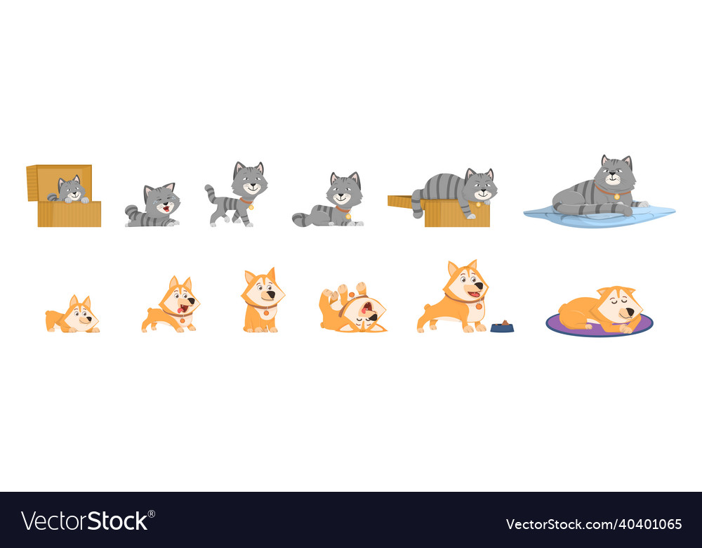 Animal growth small kitten pets growing stages Vector Image