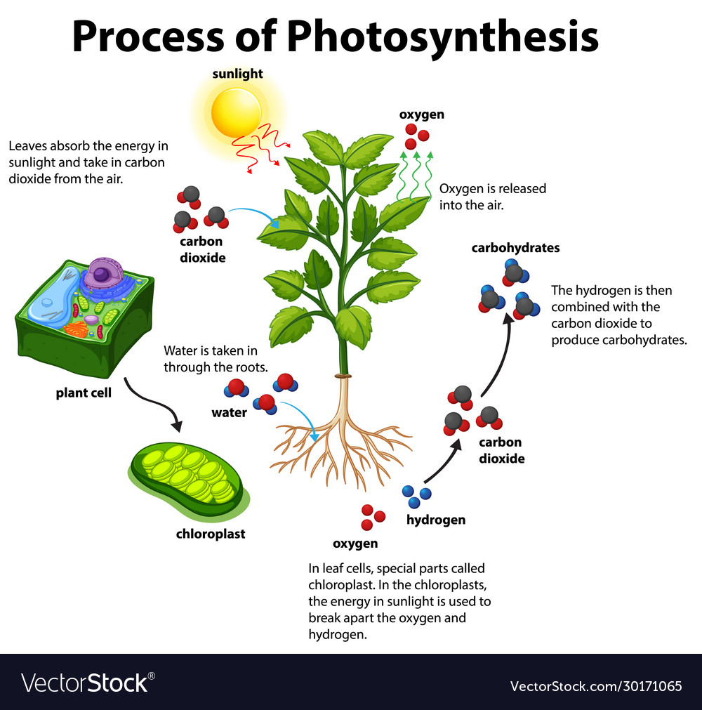 Diagram showing process photosynthesis with Vector Image