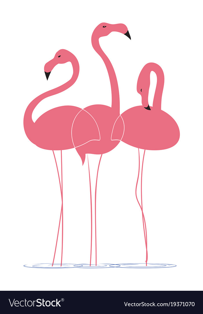 Pink Flamingos On A White Background Royalty Free Vector White Background Royalty Free Vector