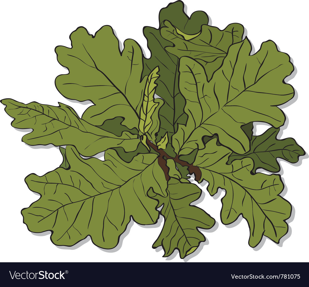 Branch of an oak Royalty Free Vector Image - VectorStock