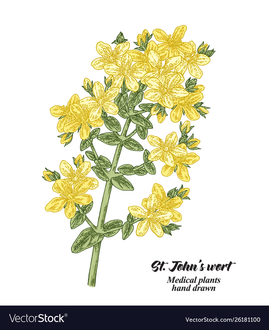 Johns wort yüksek tansiyondan)