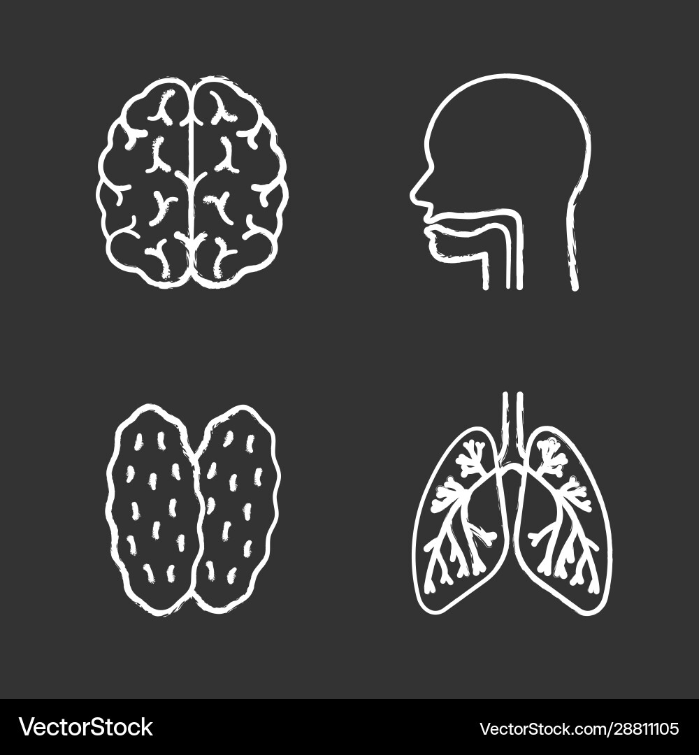 Internal organs chalk icons set Royalty Free Vector Image