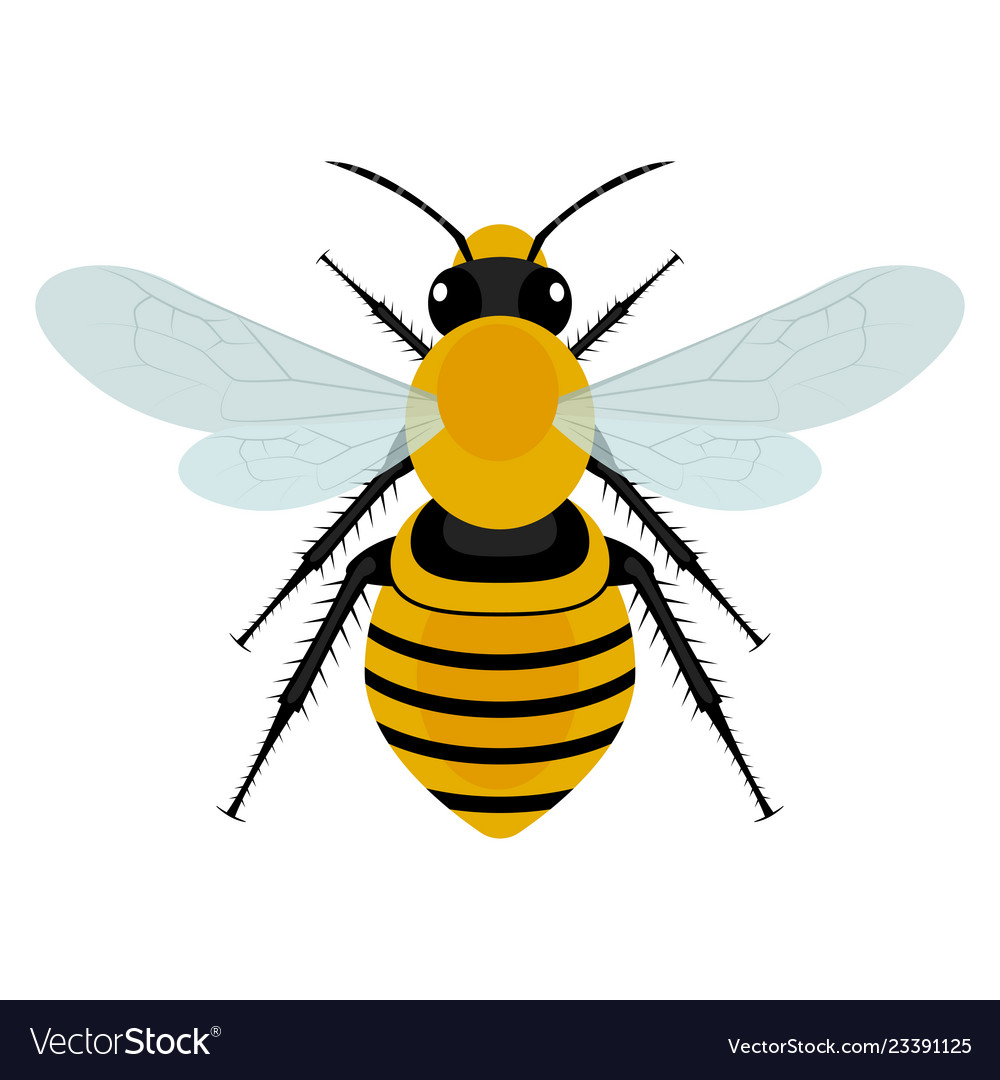 Bee design Royalty Free Vector Image - VectorStock