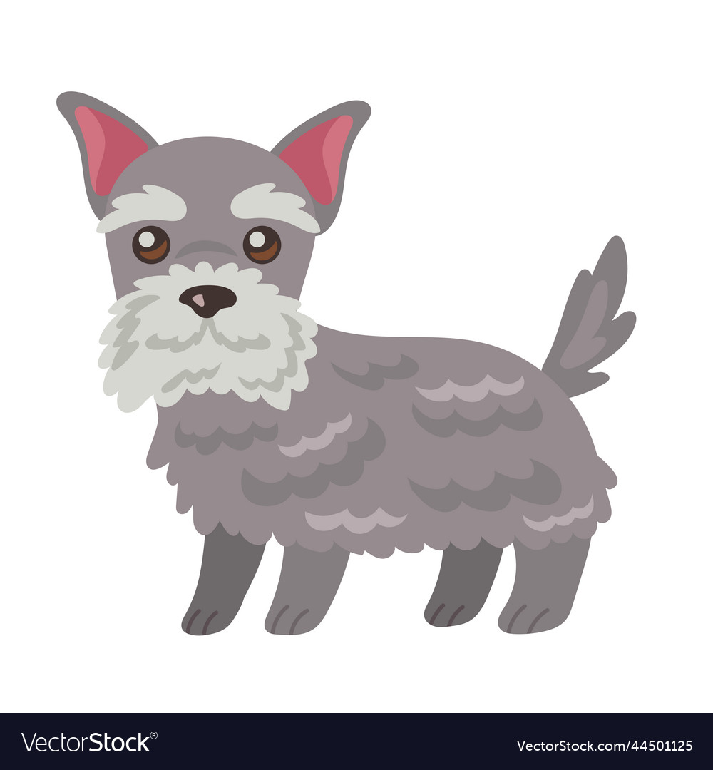 Cute dog schnauzer Royalty Free Vector Image - VectorStock