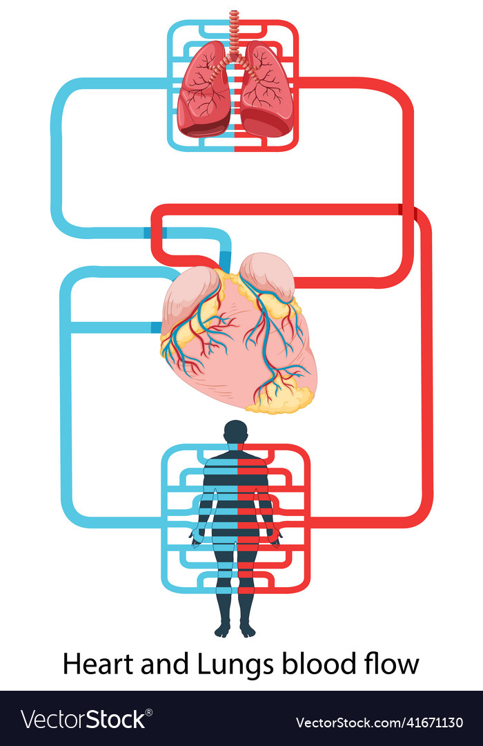 Diagram showing blood flow of the human heart Vector Image