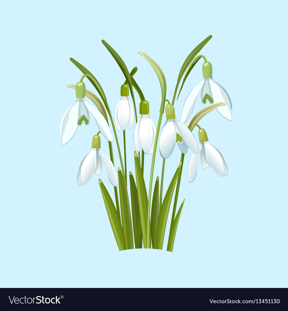snowdrops flowers on a blue background royalty free vector