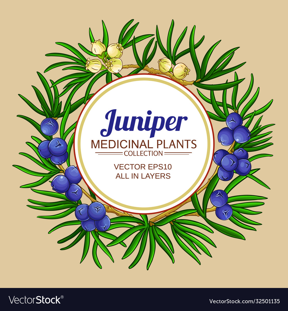 Juniper branches frame on color background Vector Image