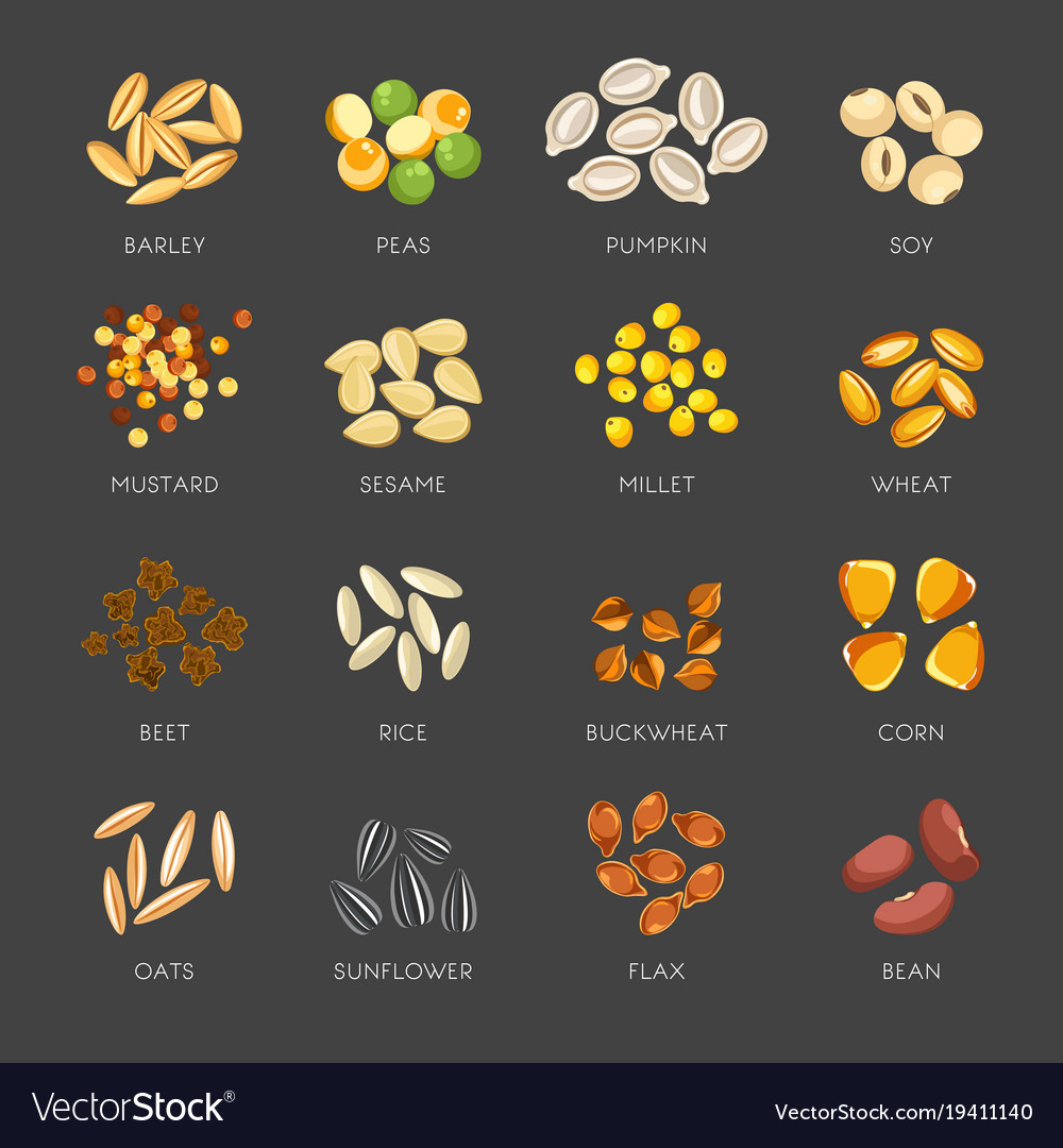 Seeds natural plants in small heaps set Royalty Free Vector