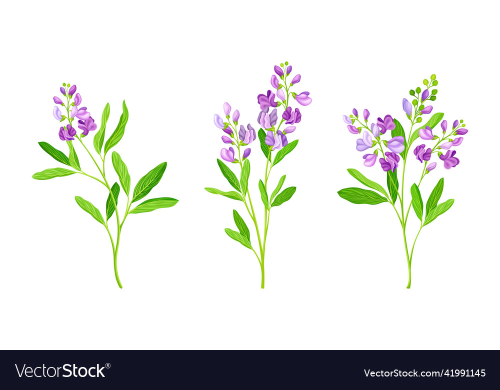 Meadow plant with pink flowers set Royalty Free Vector Image