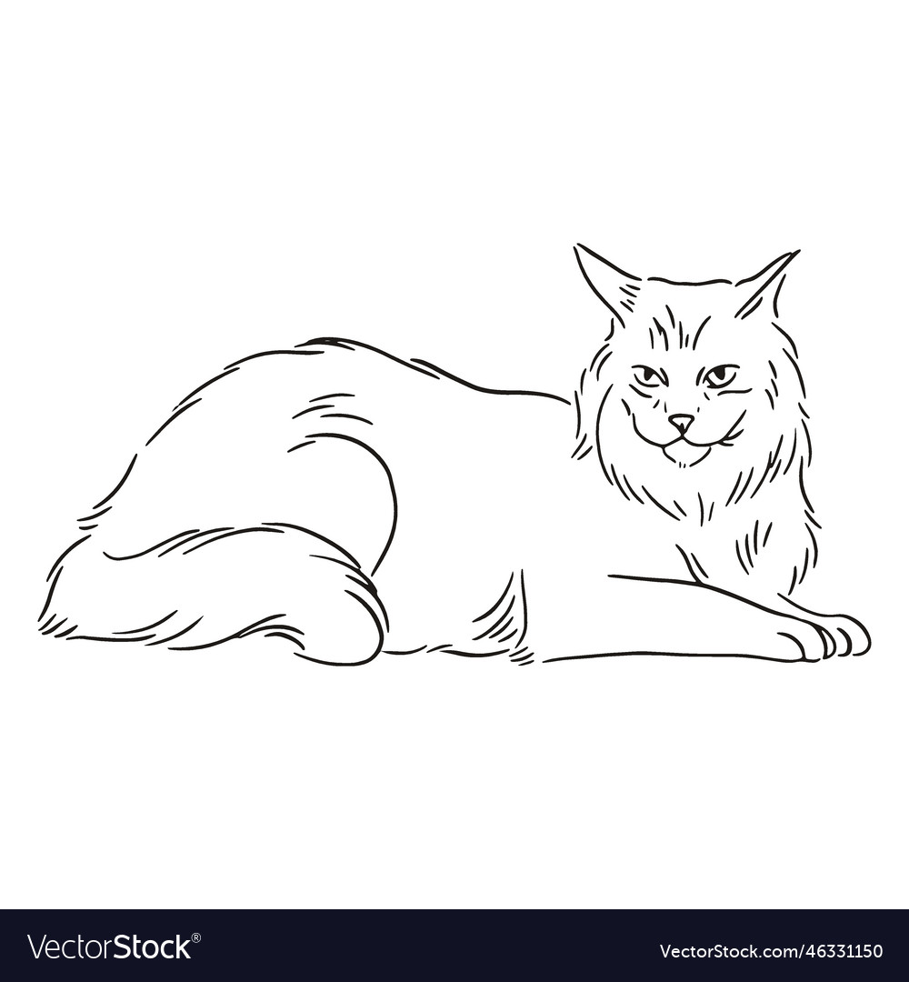 Angry Evil Cat Drawing Vector Stock Vector (Royalty Free