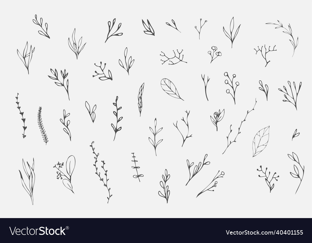 Floral Branch Hand Drawn Wedding Herb Homeplant Vector Image