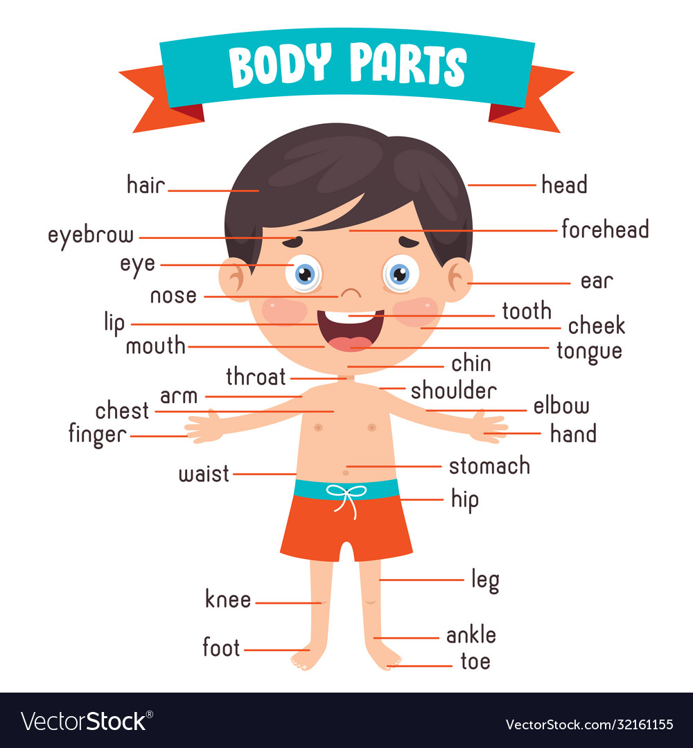 Human body parts Royalty Free Vector Image - VectorStock