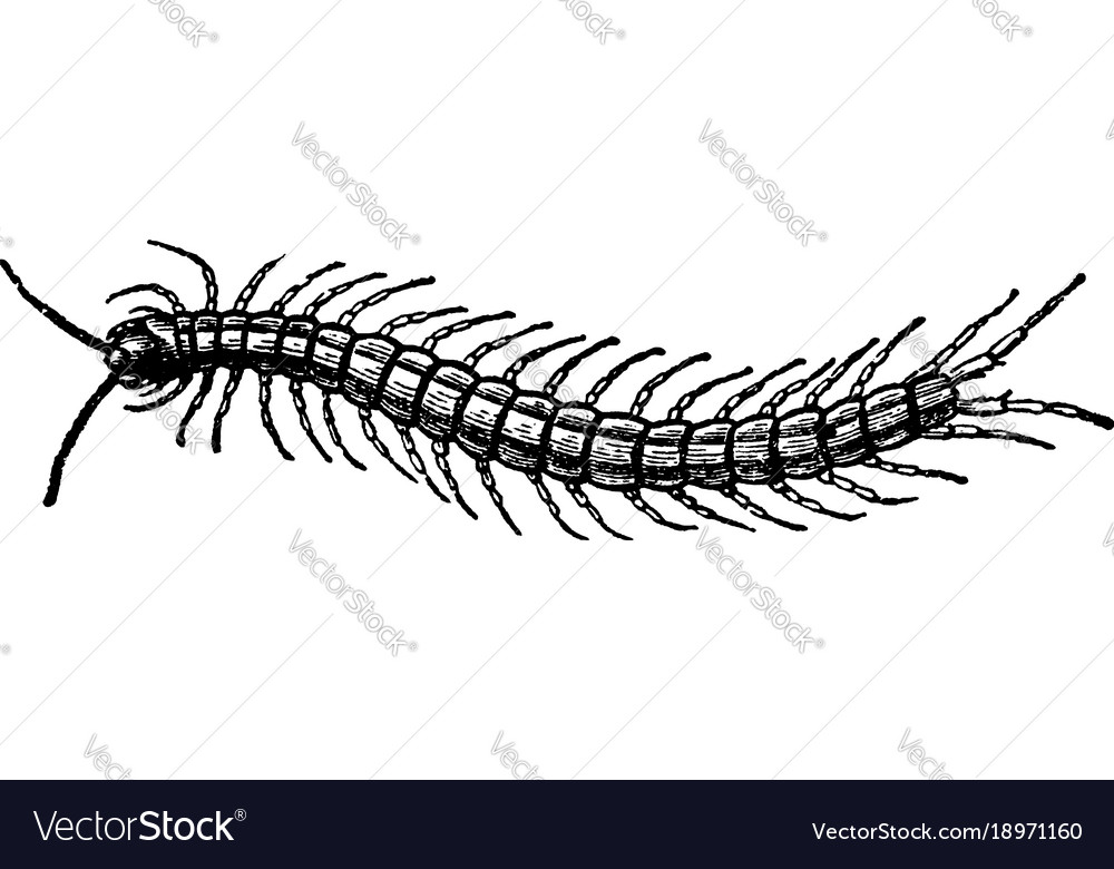 Centiped vintage Royalty Free Vector Image - VectorStock