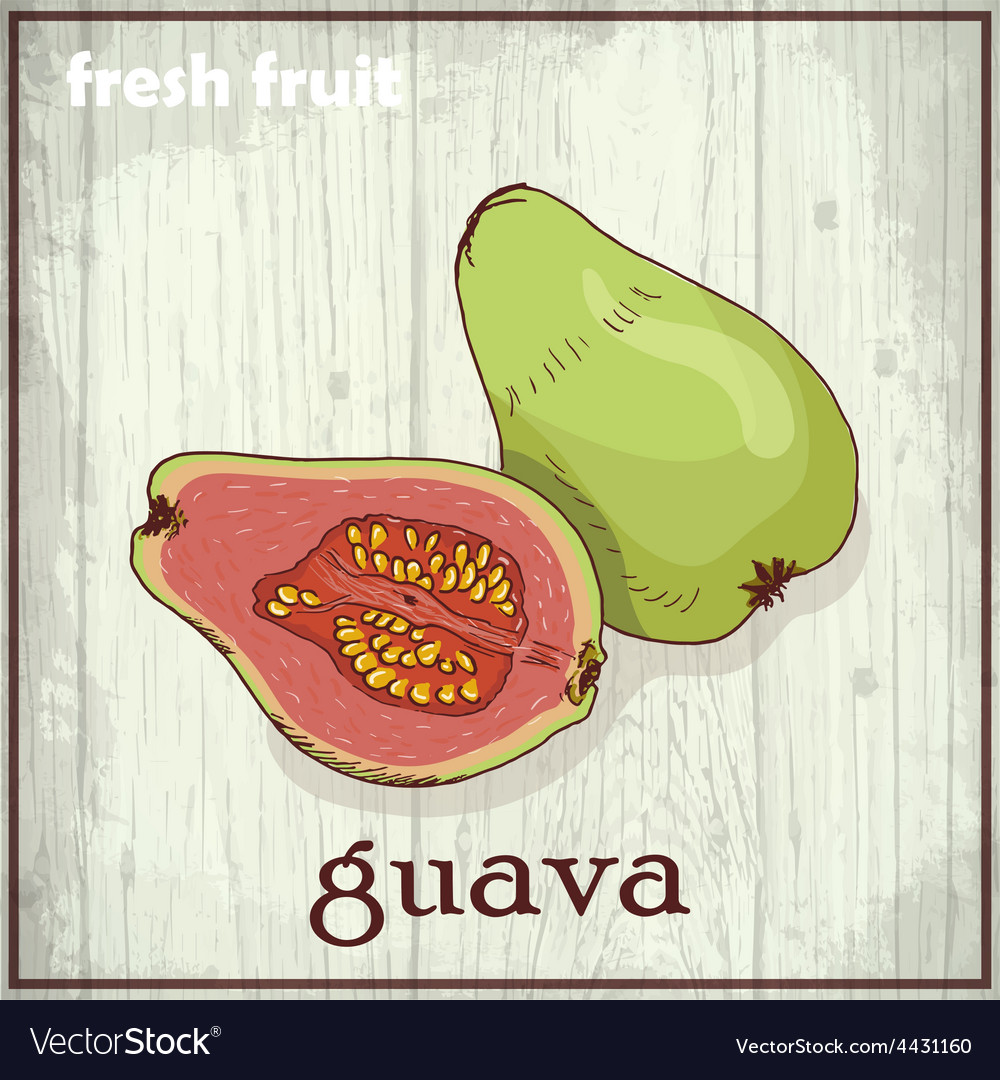 Featured image of post Guava Sketch Almost files can be used for commercial